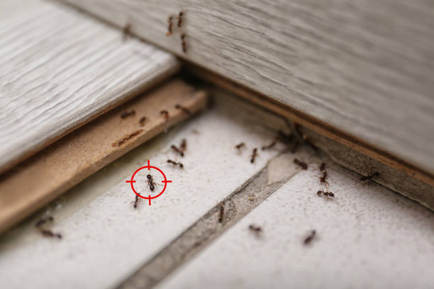 Insect Control in Moncks Corner, SC