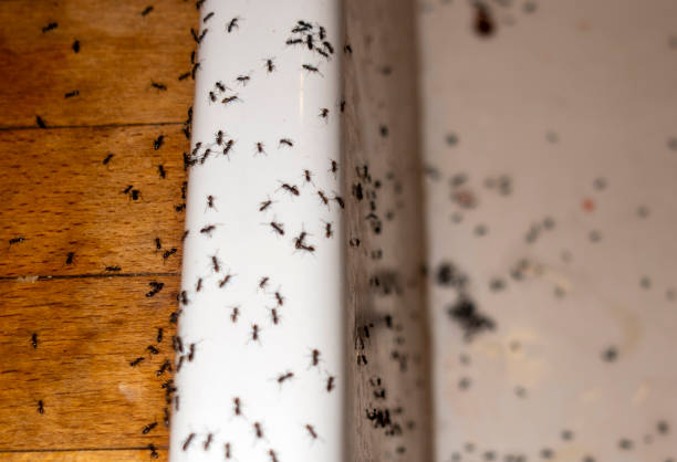 Best Exterminator Services  in Moncks Corner, SC